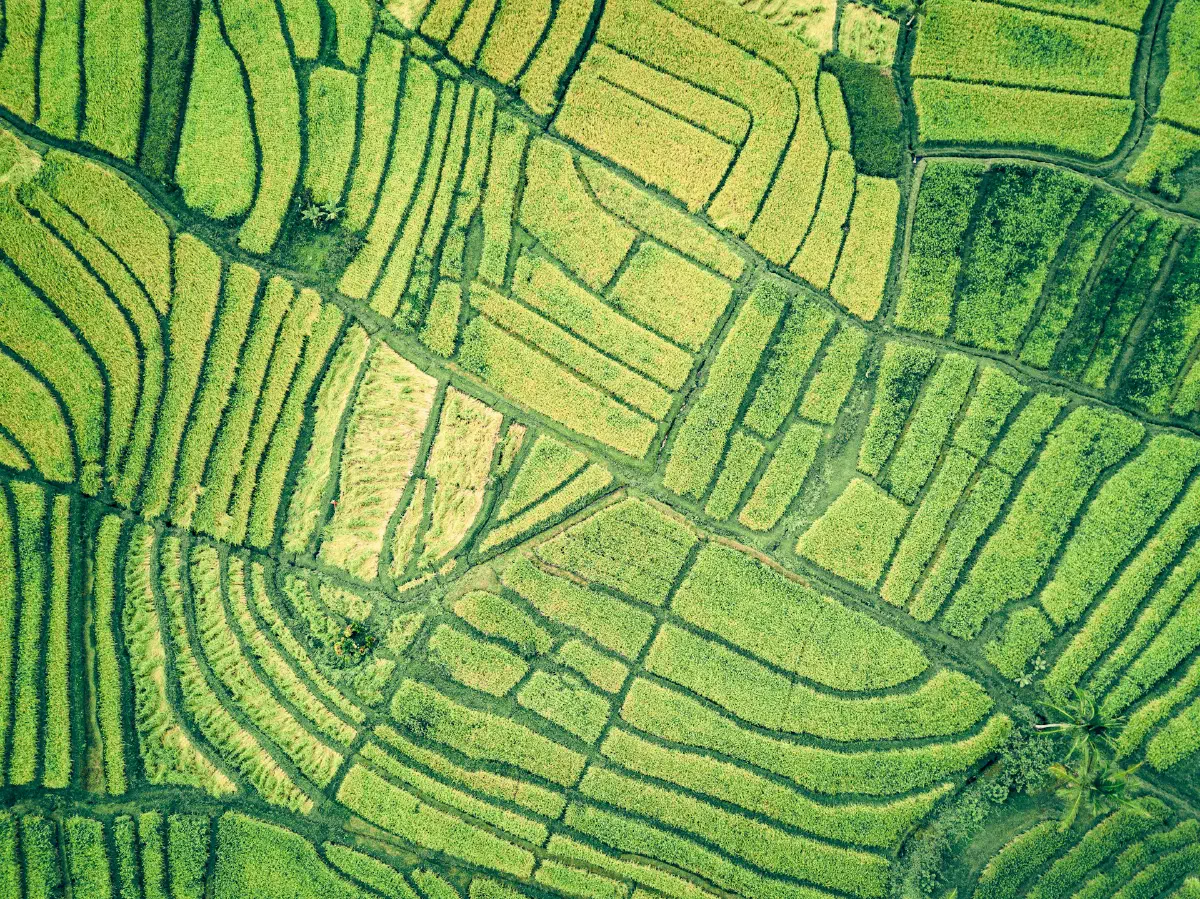 Terraced Fields