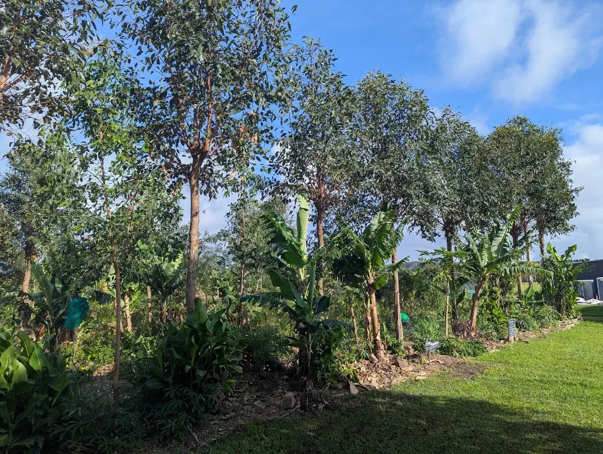 A stratified syntropic food forest. The Paddock Project, Mullumbimby NSW, Australia.