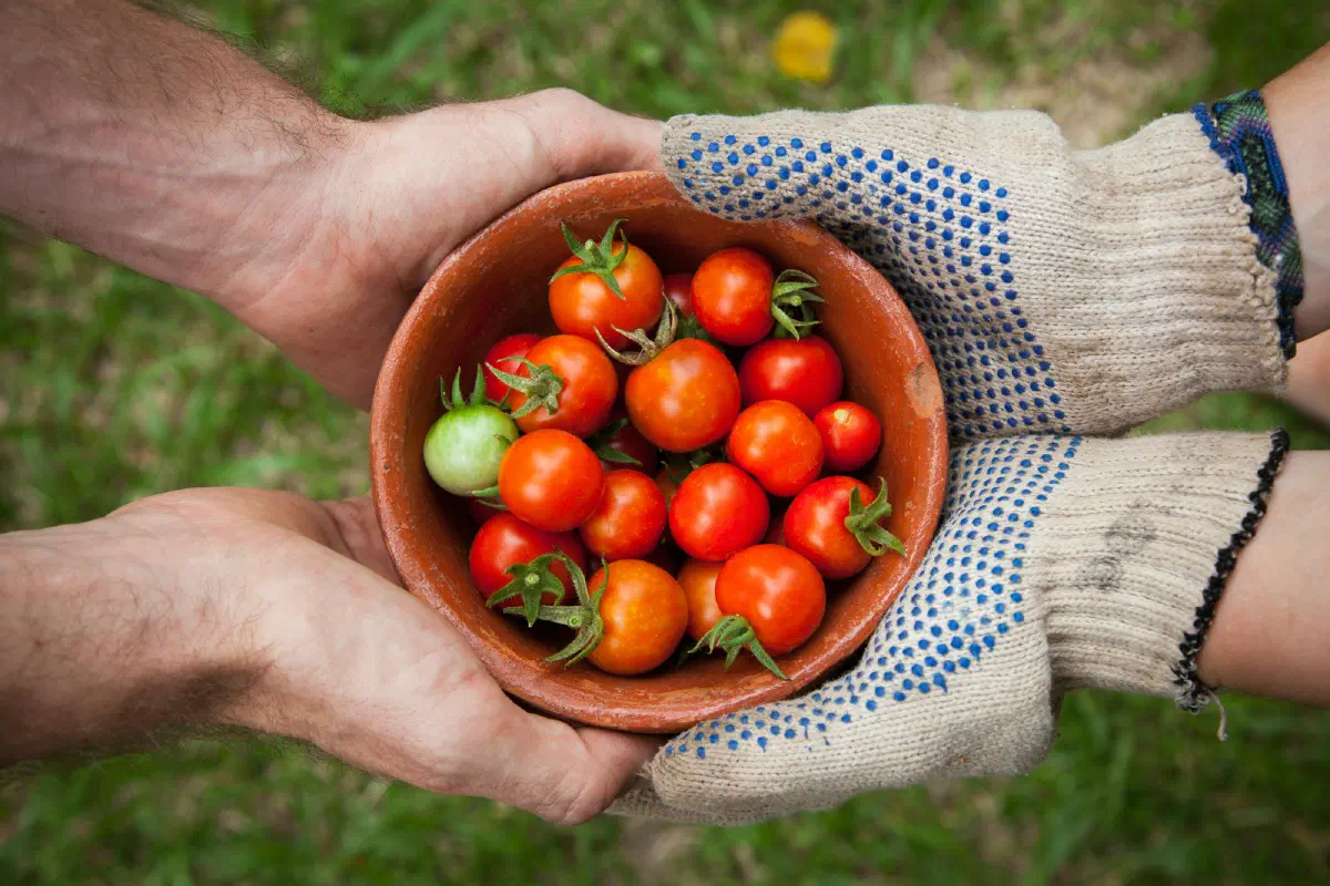 Four hands holding a bowl of small tomatoes